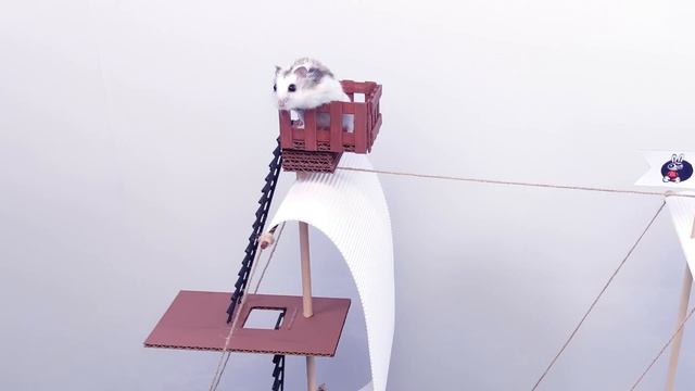 Pool maze for cute Hamster - playground for pets in real life смотреть онлайн