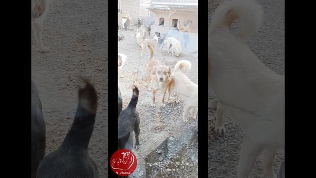 Четыре лапы Ташкент приют. 26,02,23 последние дни зимы. смотреть онлайн