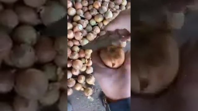 Лук на зелень/выгонку сорта "Каратальский" 2021 год смотреть онлайн