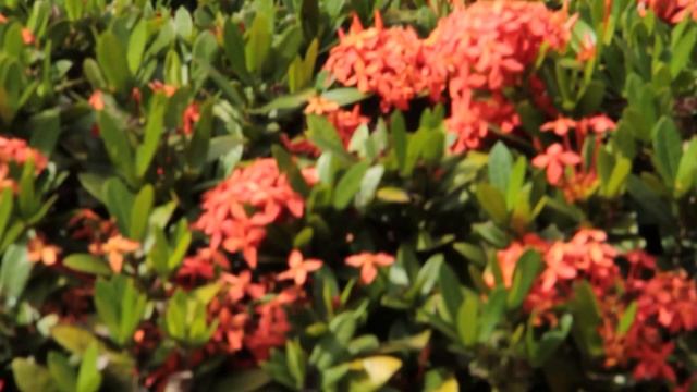 العبقري (genio) смотреть онлайн