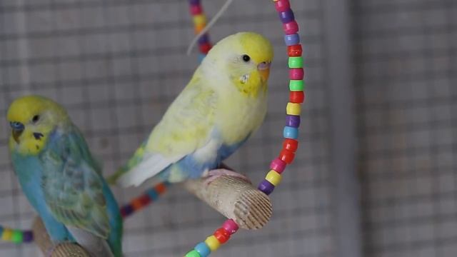 Пинто самец. смотреть онлайн