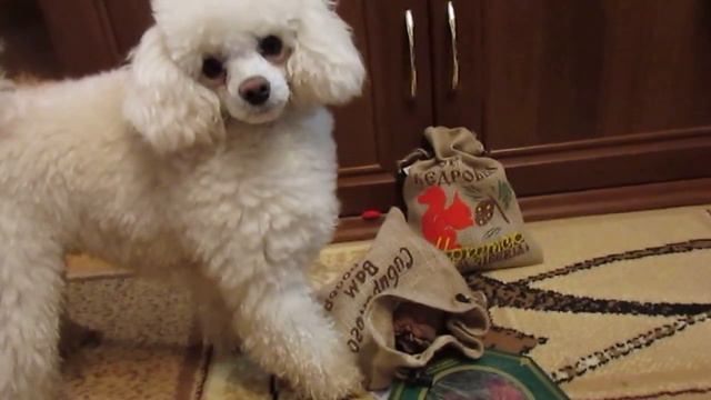 Любитель кедровых орешков смотреть онлайн