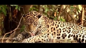 ЯГУАР против ПАНТЕРЫ ! КТО СИЛЬНЕЕ ?