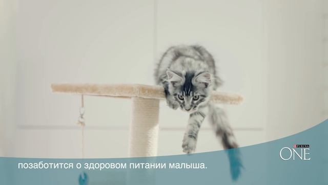 Что нужно, чтобы котенок вырос здоровым? смотреть онлайн