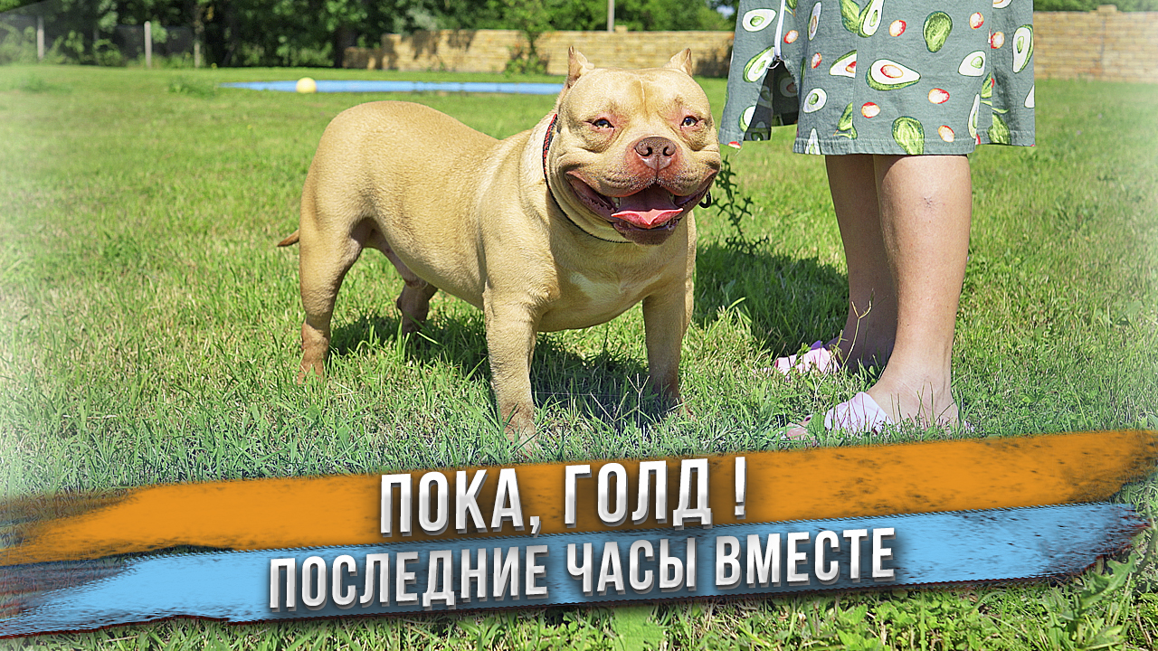 Отдаем собаку. Прожили вместе 4 года. Предательство или так будет лучше? смотреть онлайн