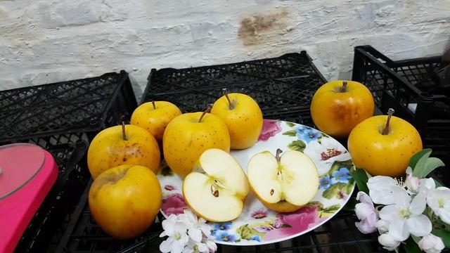 Яблоня Голд Раш смотреть онлайн