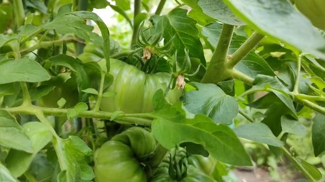 Томат сорт ХЛЕБОСОЛЬНЫЙ/Крупноплодные томаты/Урожайные сорта томатов смотреть онлайн