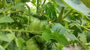 Томат сорт ХЛЕБОСОЛЬНЫЙ/Крупноплодные томаты/Урожайные сорта томатов