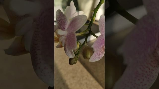 орхидея замбия цветение смотреть онлайн