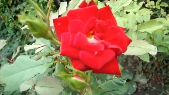 Вьющаяся роза скарлет лучшая роза для сада смотреть онлайн