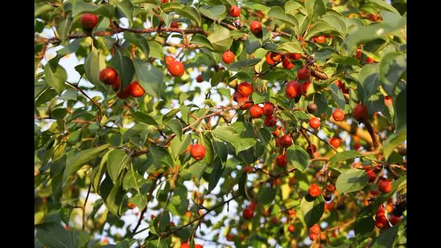 ИЮНЬ: снег, тля, шизантус... смотреть онлайн