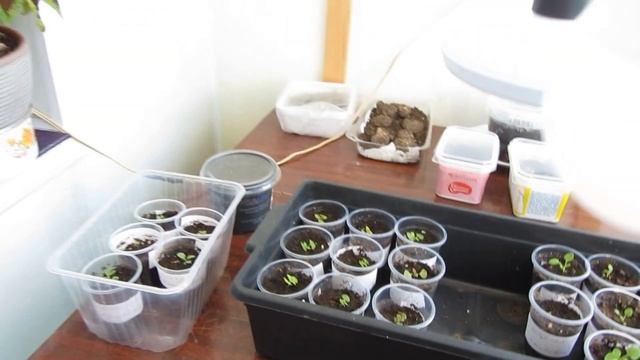 Февральские всходы.