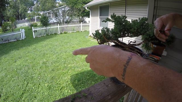 creating jin deadwood on juniper procumbens nana bonsai tree смотреть онлайн