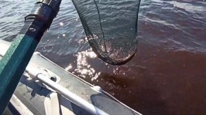 Ловля щуки на шаромыгу.