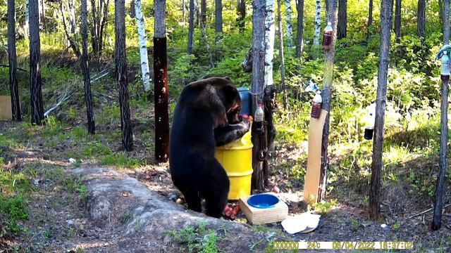 Медведь на приваде. Bear on the bait. смотреть онлайн