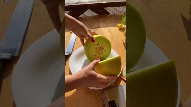 ?Дыня Ладушка #shorts #дыня #растения смотреть онлайн