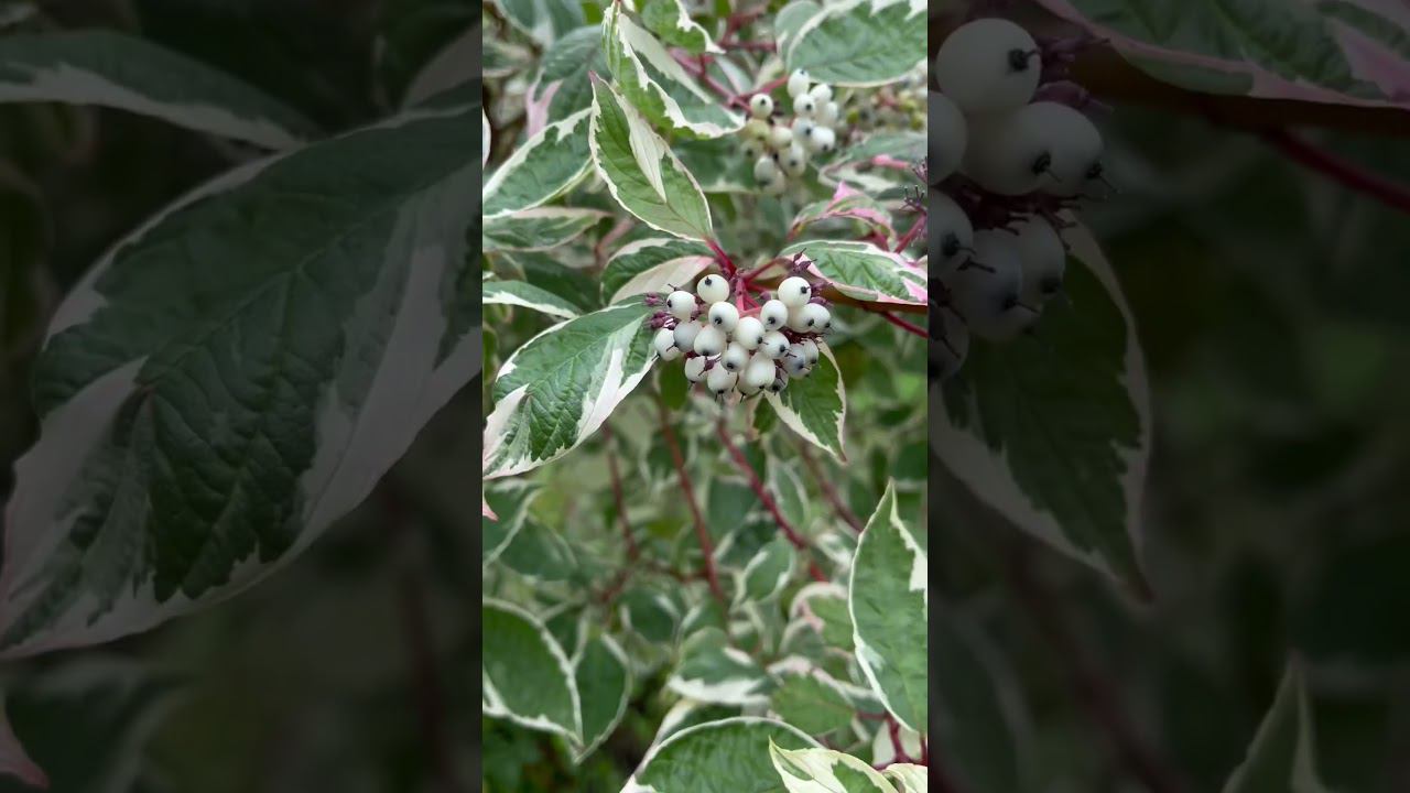 Немного цветов вам в ленту✨#залетит #unboxing