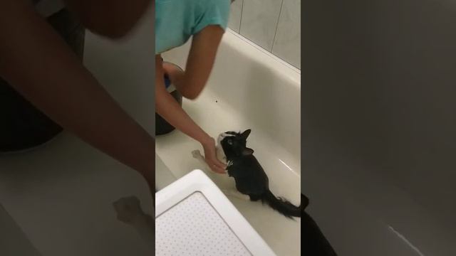 Купание котейки по имени Василий смотреть онлайн