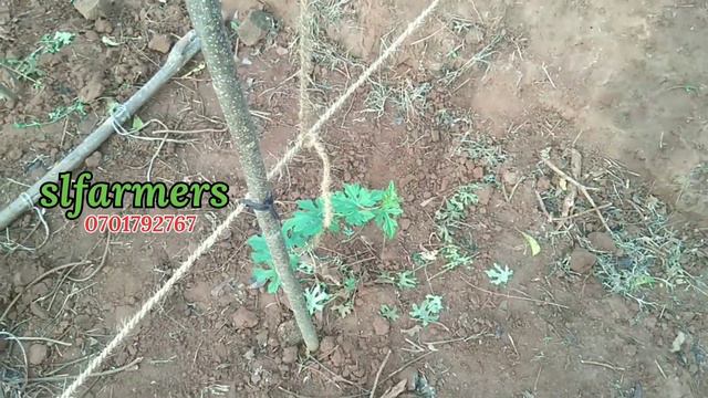 February 17, 2024Gourd cultivation in srilanaka|තුඹ කරවිල වගාව|slfarmers|thuba kaeavila vagawa| смотреть онлайн