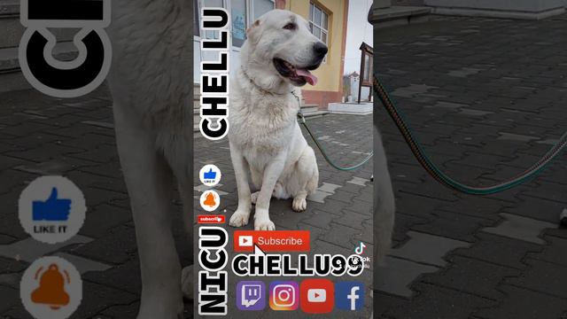 #TITHAN WHITE ALABAI , REALLY IMPRESSIVE | BIG DOGS🇷🇴ROMANIAN | BEST MALE AT ONE YEAR смотреть онлайн