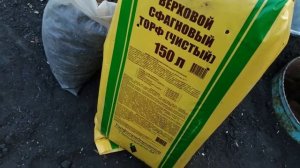 Голубика в Сибири. Опыт выращивания. Посадка саженцев.