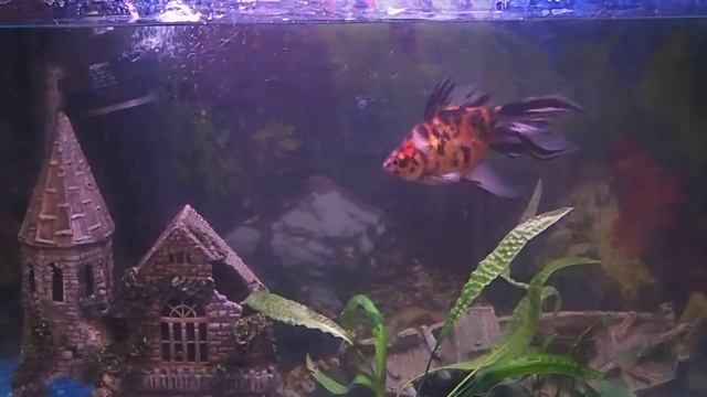 Золотая рыбка смотреть онлайн