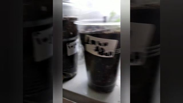 инжир в Ростовской области смотреть онлайн