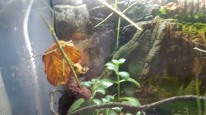 Как ухажыват и содержать палочников в домашних условиях