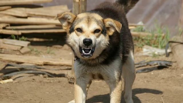 Что делать если на вас напала злая собака