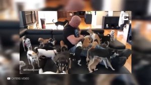 100 Удивительных Случаев, Когда Животные Спасают Людей