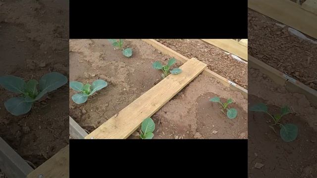 Новые посадки кольраби, горох, фасоль, пион. 02.06.23. смотреть онлайн