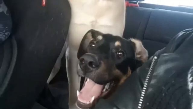 Doberman Collie or Dobie - The Designer Mix of Doberman Pinscher & Border Collie смотреть онлайн