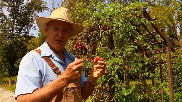 A Taste Test Comparison: Sweet Million Cherry vs Sun-gold Cherry Tomato! смотреть онлайн