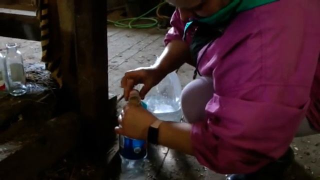 Корова отравилась грибами, Пищевое отравление у коров. смотреть онлайн