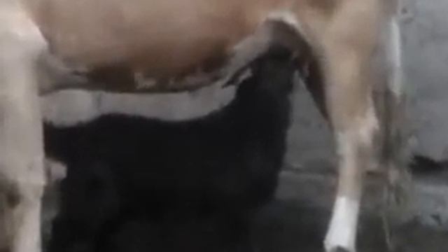 козлята заместо телят смотреть онлайн