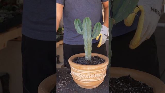 Myrtillocactus Geometrizans AKA Blue Myrtle #cactus смотреть онлайн