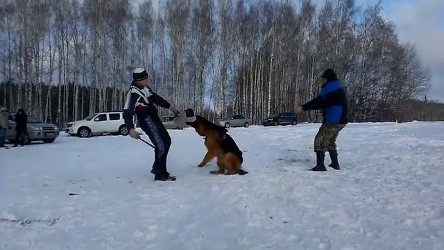 Антенор Хоф Сильвестер смотреть онлайн