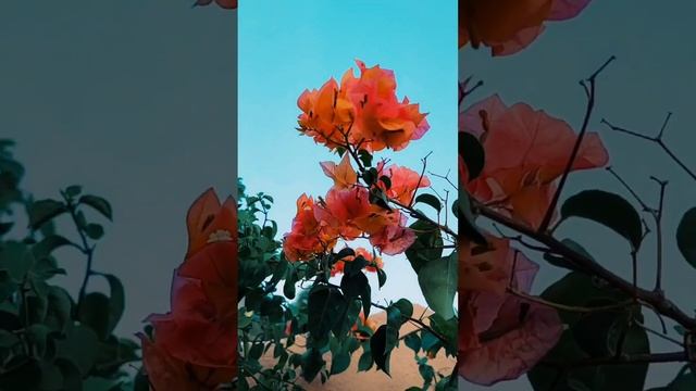 #bougainvillea Orange Glow #baganbilas #shorts #youtubeshorts смотреть онлайн