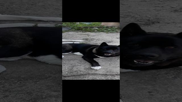 Американская акита.