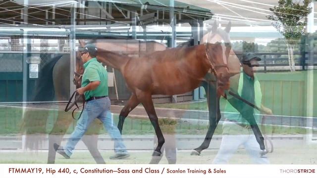 FTMMAY19, Hip 440, c, Constitution—Sass and Class + BREEZE / Scanlon Training & Sales смотреть онлайн