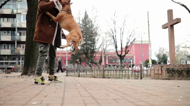 Are Staffies Dangerous? TRUTH REVEALED! смотреть онлайн