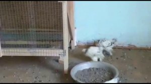 Цыплята Колумбийской светлой Брама 2 месяца