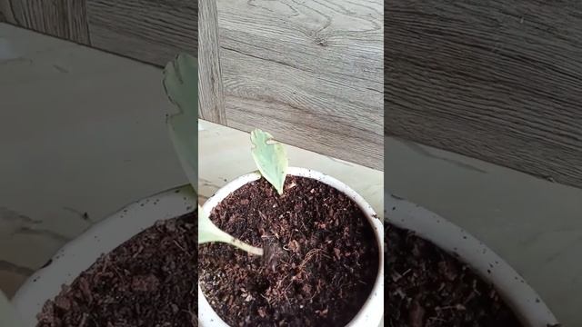 variegated peperomia leaf propogation|easy to grow plant|best plant for beginners|peperomia смотреть онлайн