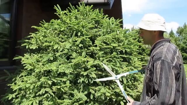 ЕЛЬ. Фигурная стрижка ели обыкновенной. смотреть онлайн