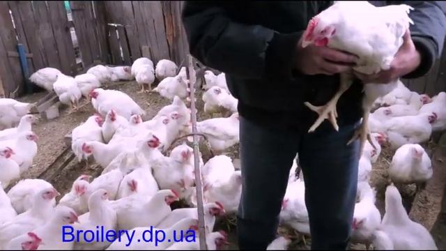 БРОЙЛЕРЫ живым весом (домашний откорм) КОББ-500, РОСС-308, РОСС-708 в наличии и под заказ смотреть онлайн