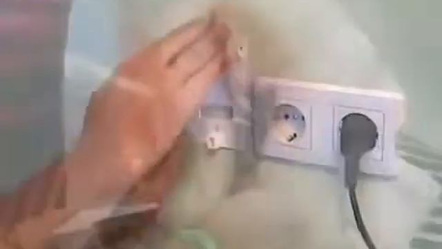 Caleo Line 2 смотреть онлайн