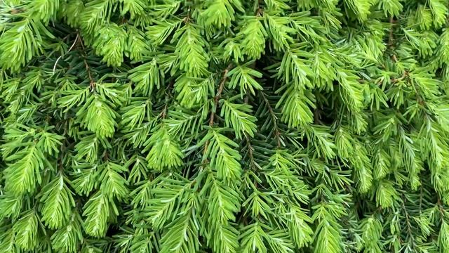 Tsuga heterophylla 'Thorsen's Weeping' Dwarf Western Hemlock May 15, 2020 смотреть онлайн