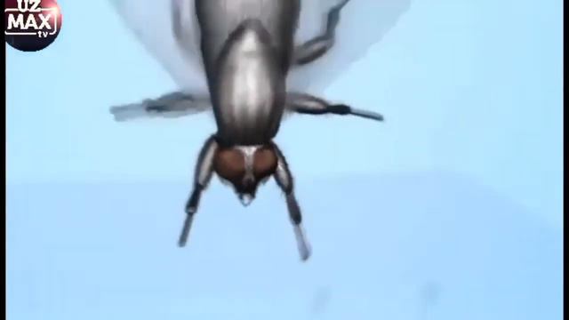 Голиблар стратегияси 1 кисим смотреть онлайн