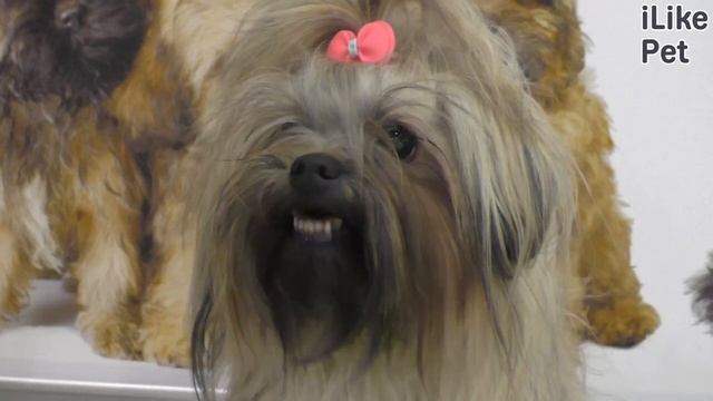 Как ухаживать за болонкой? смотреть онлайн