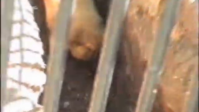 Николаевский зоопарк. Часть 2. смотреть онлайн